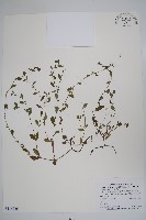 藏品(細纍子草)的圖片