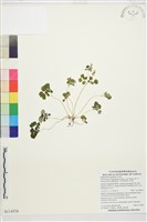 藏品(鐵線蕨葉人字果、臺灣人字果)的圖片