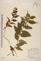 藏品(基隆澤蘭)的圖片