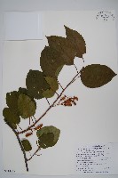 藏品(硬齒獼猴桃)的圖片