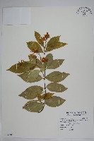 藏品(絡石)的圖片