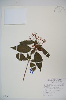 藏品(狹葉莢迷)的圖片