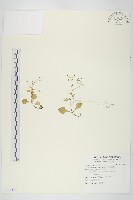 藏品(大葉火焰草)的圖片