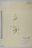 藏品(瓜槌草、漆姑草)的圖片