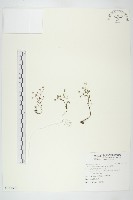 藏品(火焰草)的圖片