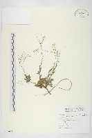 藏品(臺灣筷子芥)的圖片