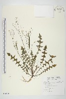 藏品(台灣黃鵪菜)的圖片