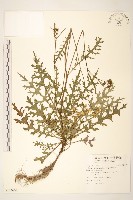 藏品(台東黃菀)的圖片