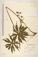 藏品(高山破傘菊)的圖片