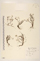 藏品(玉山薄雪草)的圖片