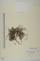 藏品(尼泊爾籟簫)的圖片