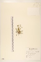 藏品(能高刀傷草)的圖片