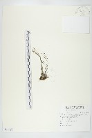 藏品(齒葉南芥、齒葉筷子芥)的圖片