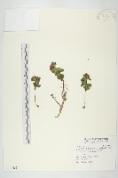 藏品(穗花八寶)的圖片