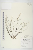 藏品(玉山筷子芥)的圖片