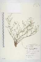 藏品(玉山筷子芥)的圖片