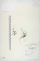 藏品(玉山筷子芥)的圖片