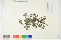 藏品(高山鐵線蓮)的圖片