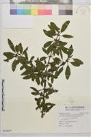 藏品(畢祿山鼠李)的圖片