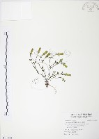 藏品(玉山龍膽)的圖片