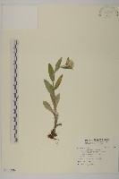 藏品(能高籟簫)的圖片