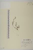 藏品(尼泊爾籟簫)的圖片