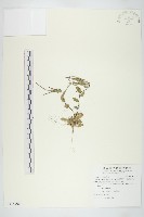 藏品(齒葉南芥、齒葉筷子芥)的圖片