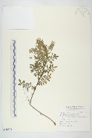 藏品(臺灣山芥菜)的圖片