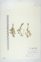 藏品(臺灣山芥菜)的圖片