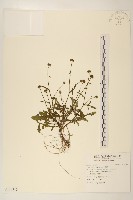 藏品(矮菊)的圖片