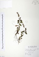 藏品(玉山水苦賈)的圖片