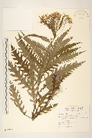 藏品(玉山黃菀)的圖片