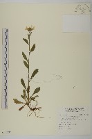 藏品(雪山馬蘭)的圖片