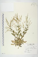 藏品(齒葉南芥、齒葉筷子芥)的圖片