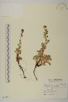 藏品(雪山艾)的圖片