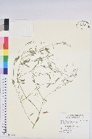 藏品(禾葉大戟)的圖片