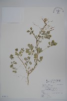 藏品(白花菜)的圖片