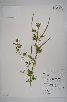 藏品(向天黃)的圖片