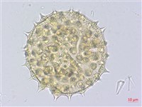 藏品(幾內冬葵子，幾內亞磨盤草)的圖片