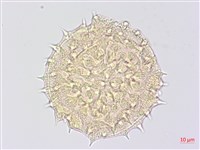 藏品(幾內冬葵子，幾內亞磨盤草)的圖片
