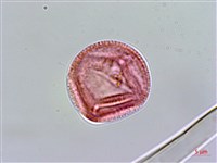 藏品(小仙丹花)的圖片