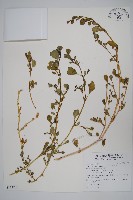 藏品(假海馬齒)的圖片