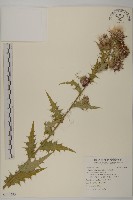 藏品(阿里山薊)的圖片