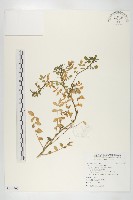 藏品(水芥菜、豆瓣菜、無心菜、水甕菜)的圖片