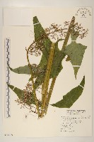 藏品(山苦藚、假福王草)的圖片