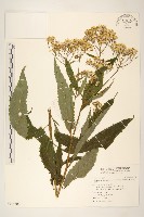 藏品(黃菀)的圖片