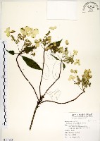 藏品(華八仙)的圖片