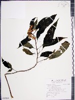 藏品(角桐草、台灣半蒴苣苔)的圖片