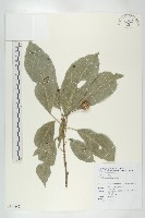 藏品(猴歡喜)的圖片