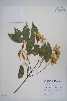 藏品(樟葉槭, 飛蛾子樹)的圖片